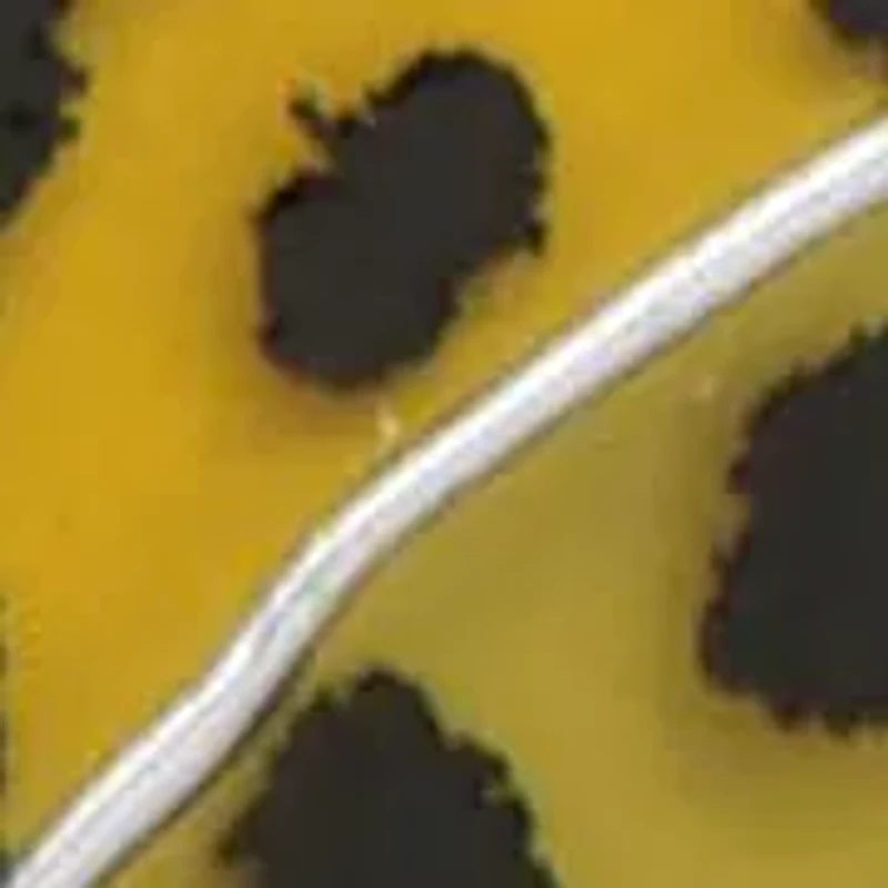 NFL Jacksonville Jaguars Lapel Pin