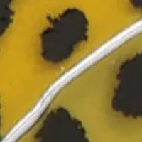 NFL Jacksonville Jaguars Lapel Pin