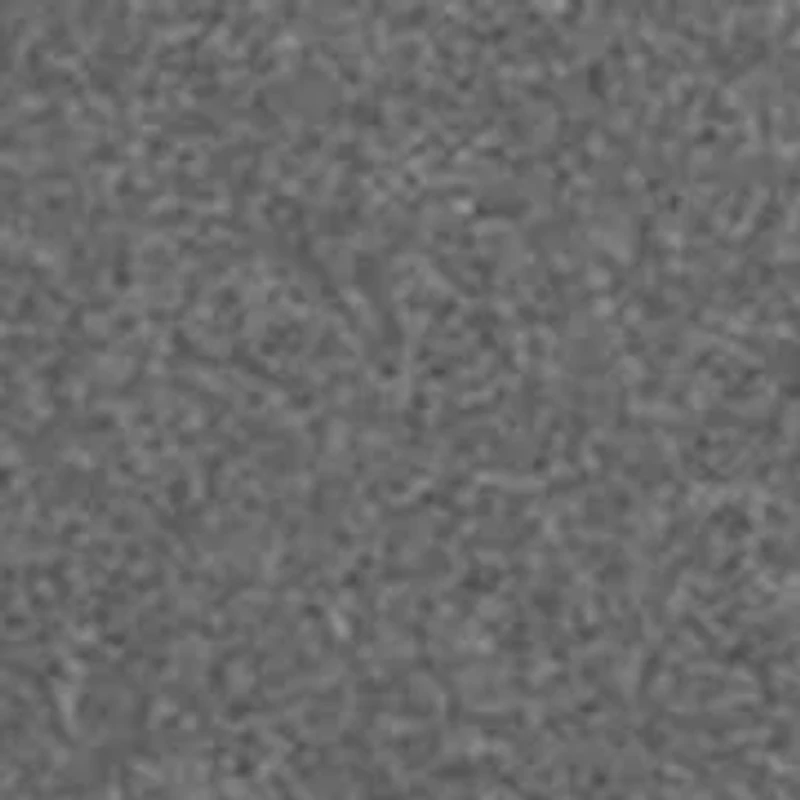 NCAA Florida A&M Rattlers Twin Short Sleeve Graphic T-Shirt