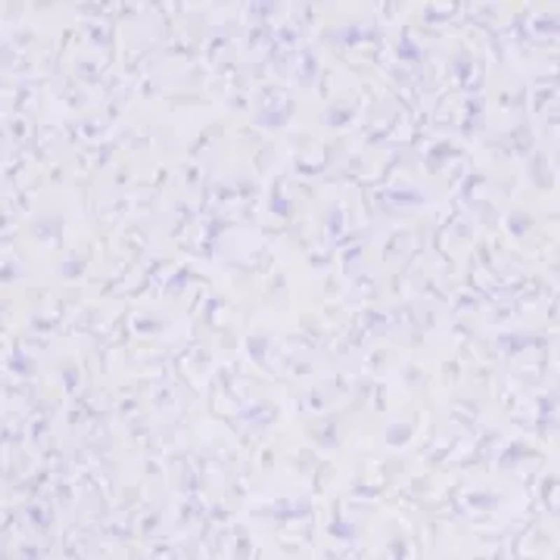 Men's Tropical Flower Button Collared Shirt