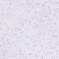 Men's Tropical Flower Button Collared Shirt