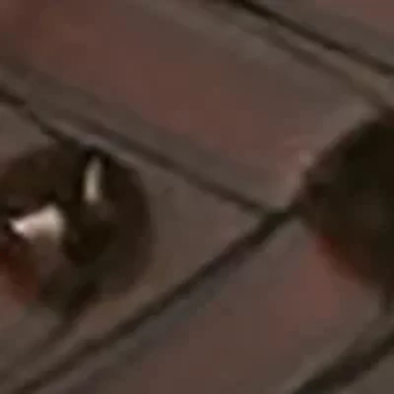 Big & Tall Woven Belt