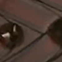 Big & Tall Woven Belt