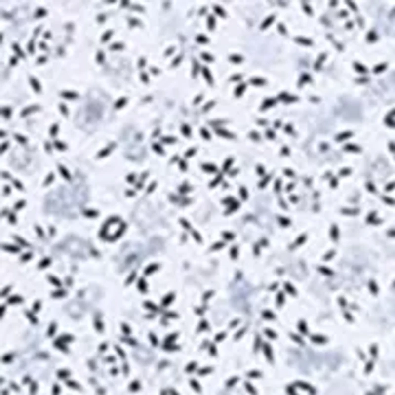 Men's Floral Print Long Sleeve Shirt