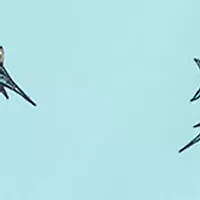 Men’s Sandbar Sunday Allover Printed Shorts