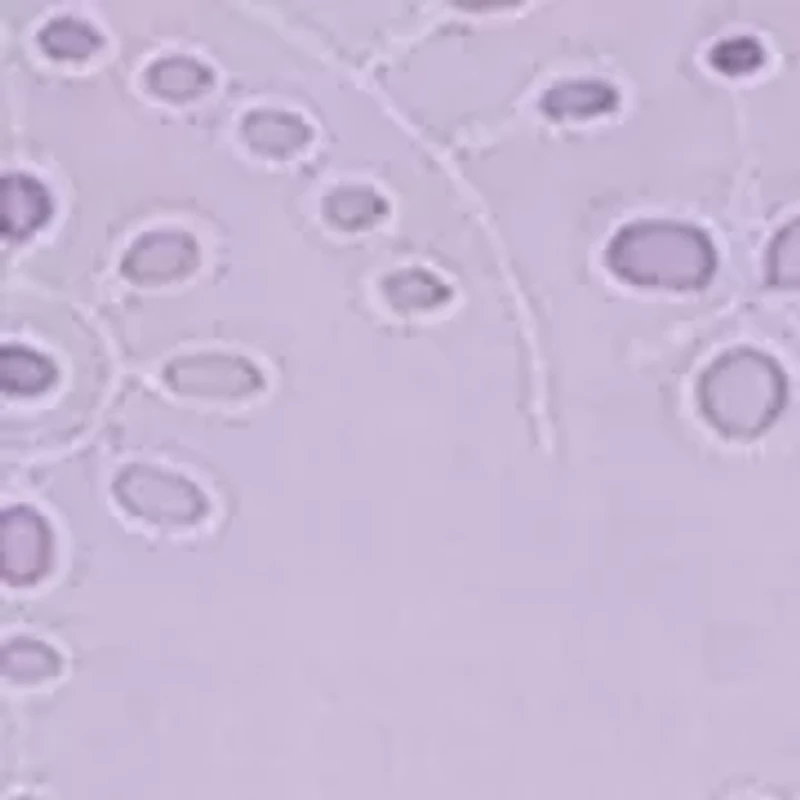 Girls 4-6 Puff Sleeve Eyelet Dress