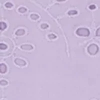 Girls 4-6 Puff Sleeve Eyelet Dress