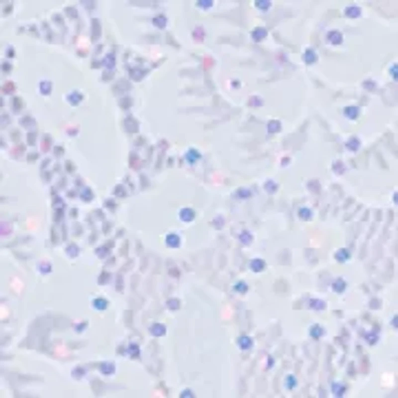 Girls 7-16 Glitter Lace HI-Low Dress