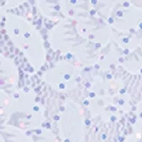 Girls 7-16 Glitter Lace HI-Low Dress