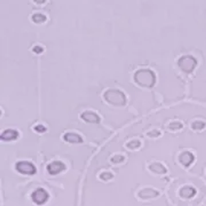 Girls 7-16 Puff Sleeve Eyelet Dress