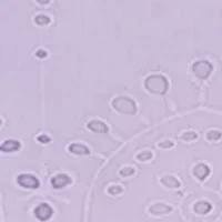 Girls 7-16 Puff Sleeve Eyelet Dress