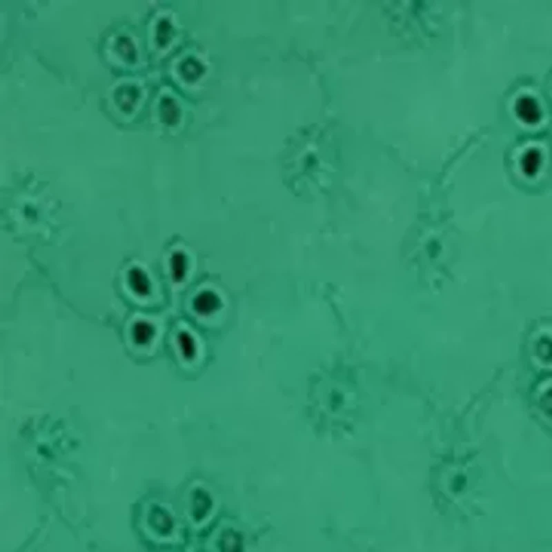 Girls 4-6 Floral Eyelet Set