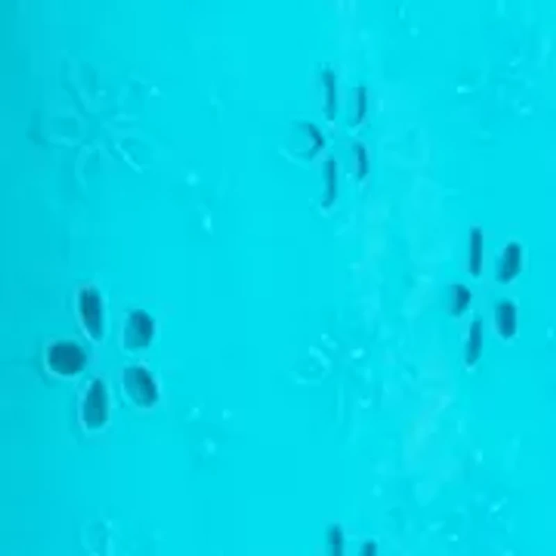 Girls 7-16 Pom Flutter Sleeve Eyelet Dress