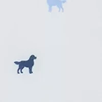 Boys 8-20 Dog Print Performance Polo Shirt