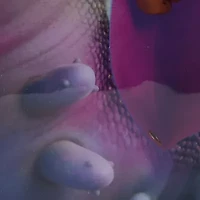 Elio 15" Girls Backpack With Padded Straps & Zip Compartment - Ideal Toddler Bookbag For School & Travel