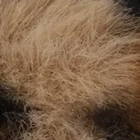 Big Kid Girls Leopard Print Scuff Slippers