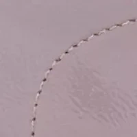 Big Kid Girls Paula Sneakers