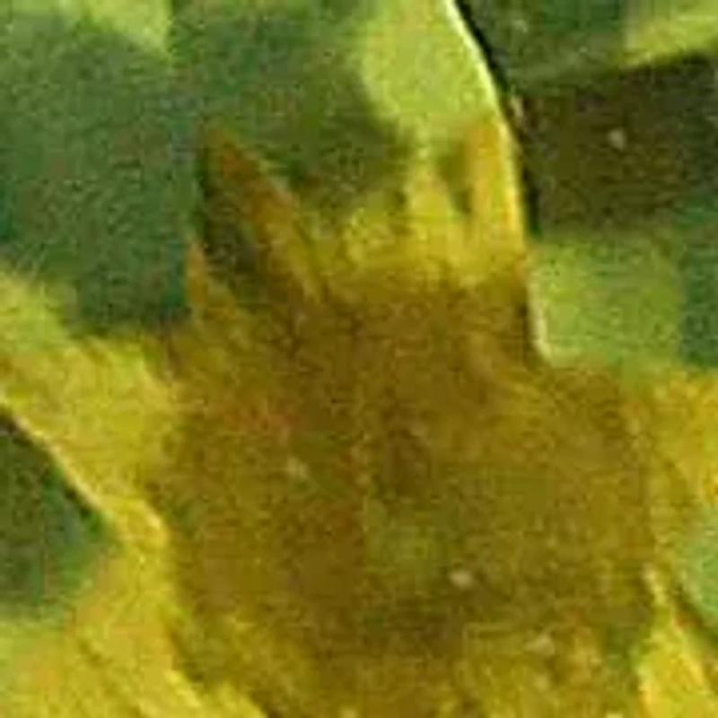 14KT Peridot Post Earring Back Clasp