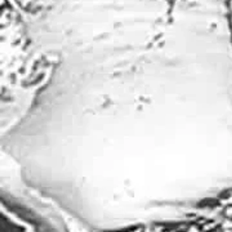 Bold Stainless Steel Lion Head Ring