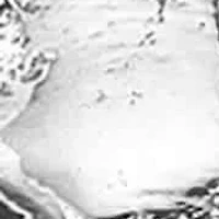 Bold Stainless Steel Lion Head Ring