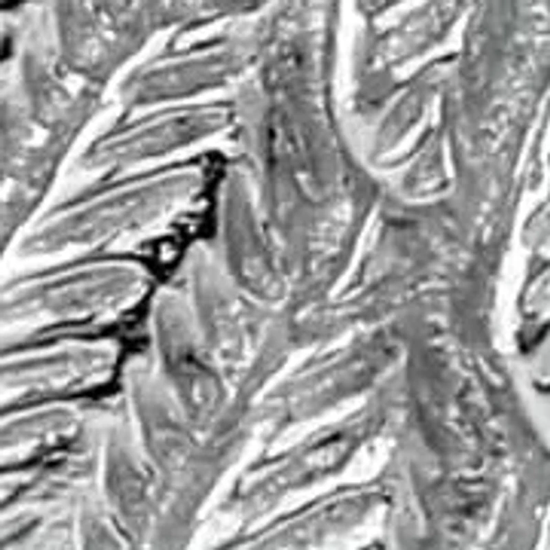 Diamond Accent Angel Wing Love Disc Charm Pendant in Sterling Silver