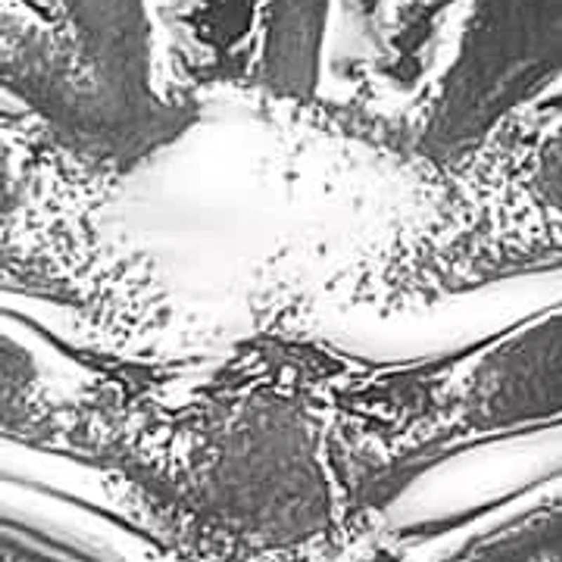 Stainless Steel Lion Pendant Necklace