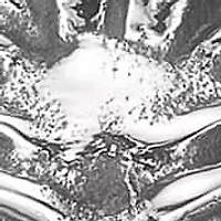 Stainless Steel Lion Pendant Necklace