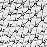 Goddess of Time Watch 