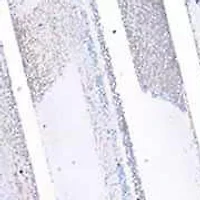 Lab Created Grown Diamond Emerald & Round Engagement Ring 14K Gold