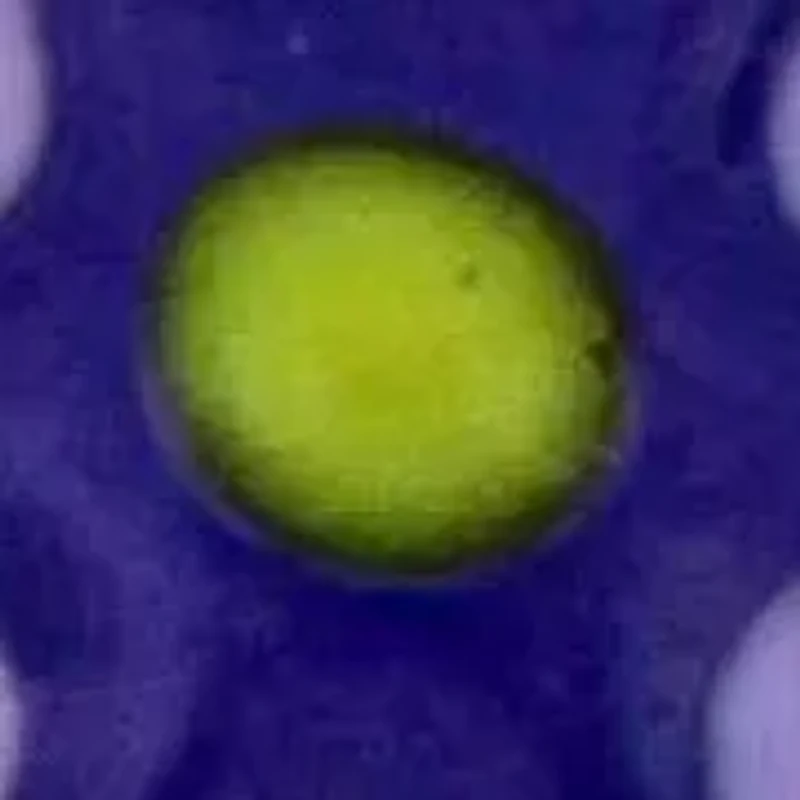 Kid's 2-Piece Set Flower & Butterfly Enamel Earrings in Sterling Silver