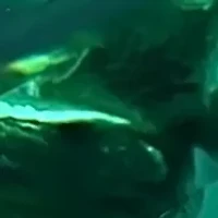 Lab Created Diamond and Emerald Ring in 14K Yellow Gold