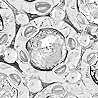 1/10 ct. t.w. Diamond Stud Earrings in Sterling Silver