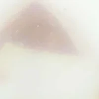 7-7.5 Millimeter 3 Pearl Button Earrings in 10K Yellow Gold