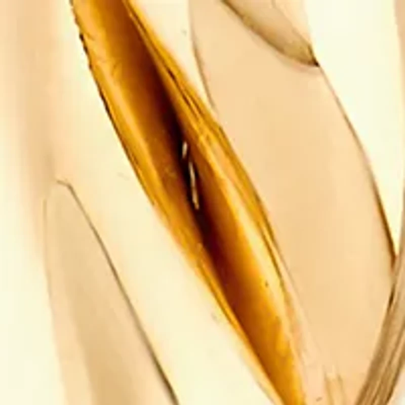 Braid Round Hoop Earrings in 10K Yellow Gold