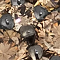 Ring featuring 1/2 ct. t.w. Chocolate Diamonds®, 1/4 ct. t.w. Nude Diamonds™ set in 14K Honey Gold™