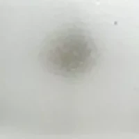 7 Millimeter Freshwater Pearl Drop Earrings in Sterling Silver