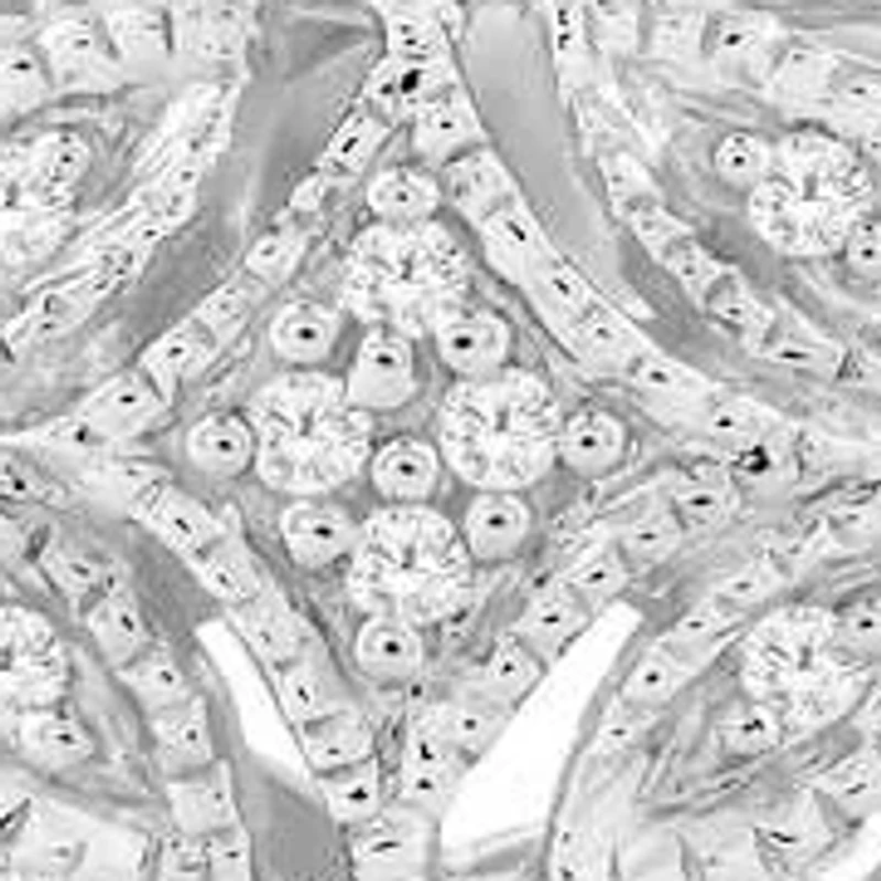 1/10 Ct.tw Natural Diamond Bridal Wedding Band Ring in 925 Sterling Silver