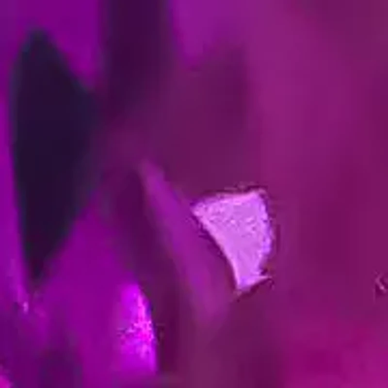 14K Rose Gold Garnet and 3/8 Cttw Diamond Halo Stud Earrings