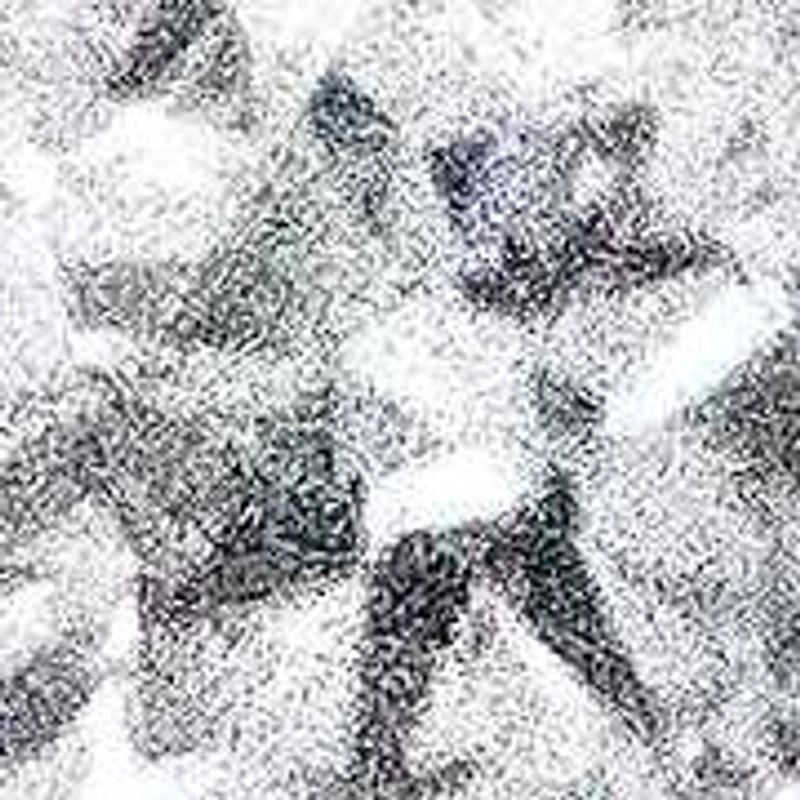 14K White 1/2 Cttw Round Diamond Halo Dangle Hook Earring -