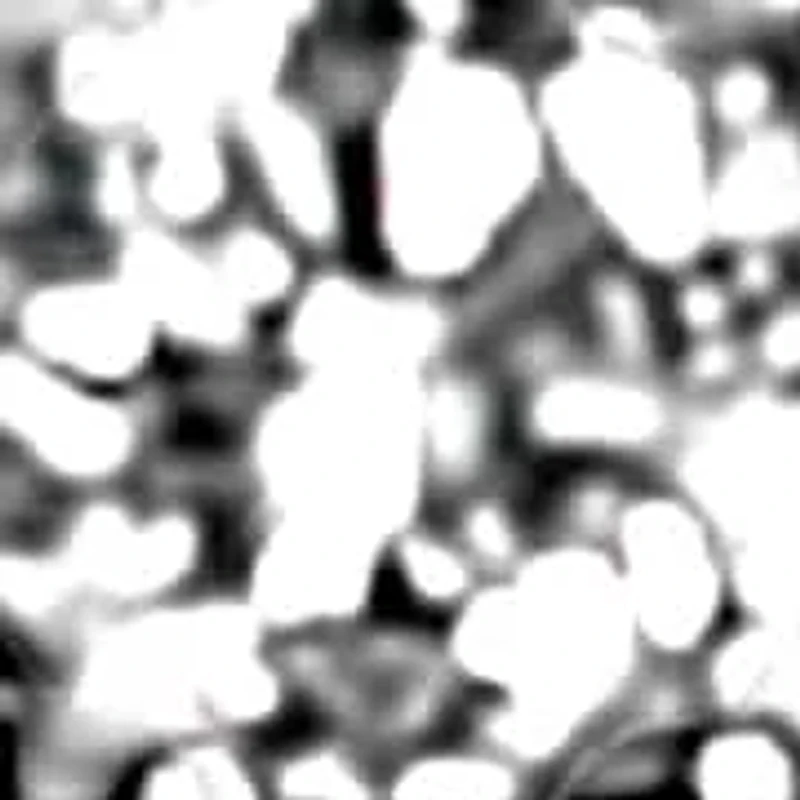 Lab Created 10K Gold 1/4 Cttw Lab Grown Diamond Double Row Huggie Hoop Earrings