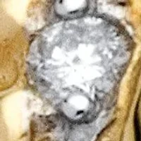 Men's Diamond Accent 10k Yellow Gold Lion's Head Ring