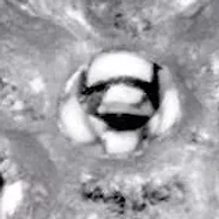 Pave Diamond Accent Cluster Ring Gold-Plated Sterling Silver