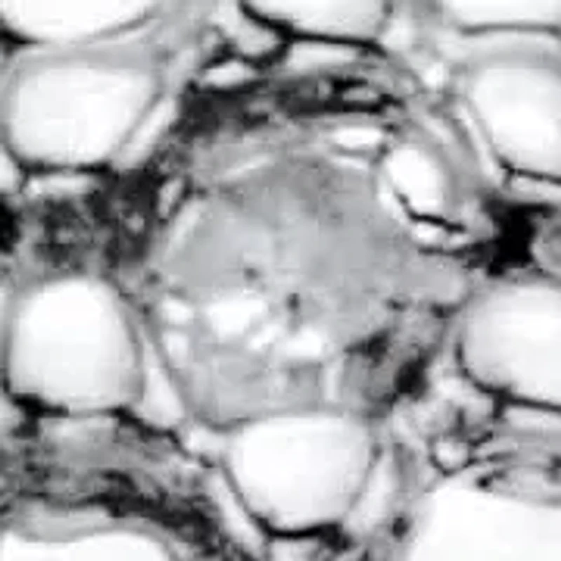 Diamond Accent Round Two-Tone Gold-Plated Cluster Ring