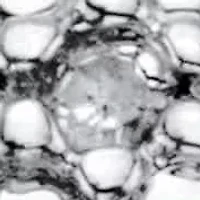 Diamond Accent Round Two-Tone Gold-Plated Cluster Ring