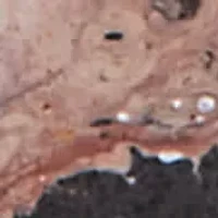 Genuine Black Howlite and Brown Jasper Goldtone Necklace 34-inch