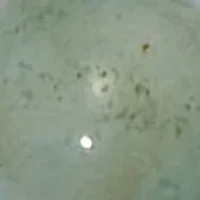 Round Genuine Green Amazonite Silvertone Drop Pendant Necklace 34-inch