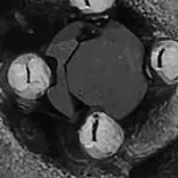 Enchanted Disney Fine Jewelry Womens Stud Earrings