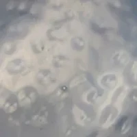 Gold Tone Multi Circus Seal Pin