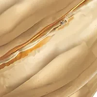 Gold Tone 18 Millimeter Domed C Hoop Earrings