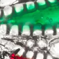 Candy Cane Drop Earrings